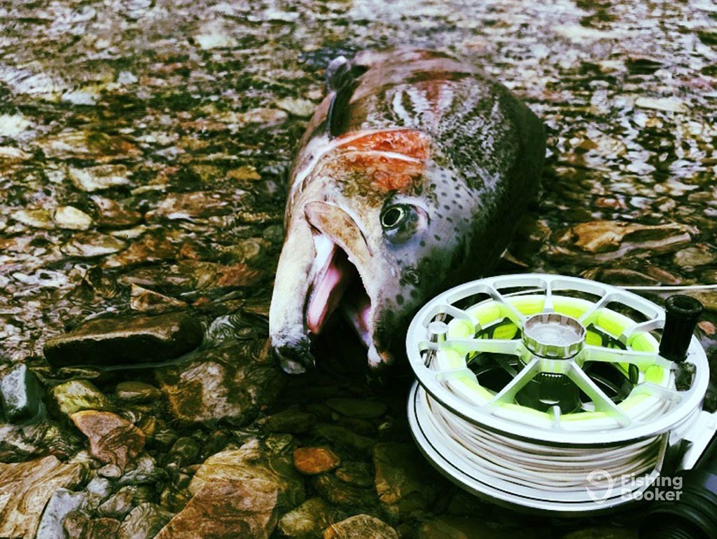 A closeup image of a trout next to a fly fishing reel in the water on a rocky, shallow river in the Great Lakes area