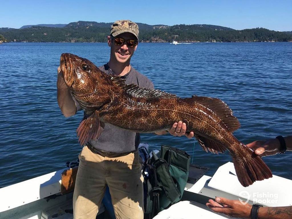 An angler in a baseball cap holds a large Lingcod aboard a fishing charter on the Puget Sound on a clear day, with a green shore visible in the distance