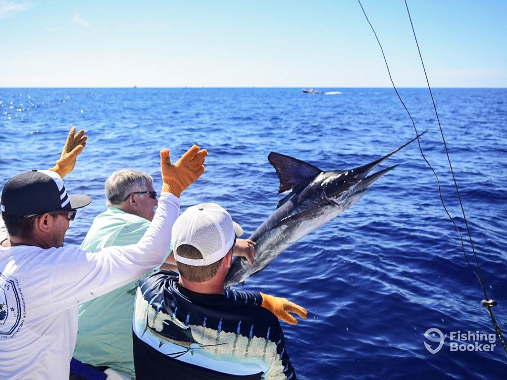 A view from behind of three anglers, trying to reel in a Marlin, as it leaps out of the water right next to the boat, with the deep blue waters visible all the way to the horizon on a clear day