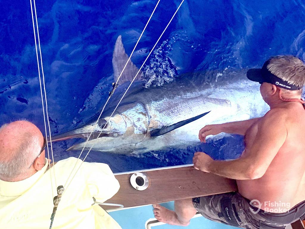 A view from above of two anglers struggling over the side of a fishing boat to pull in a Marlin that's on its side in the water, caught by a fishing line