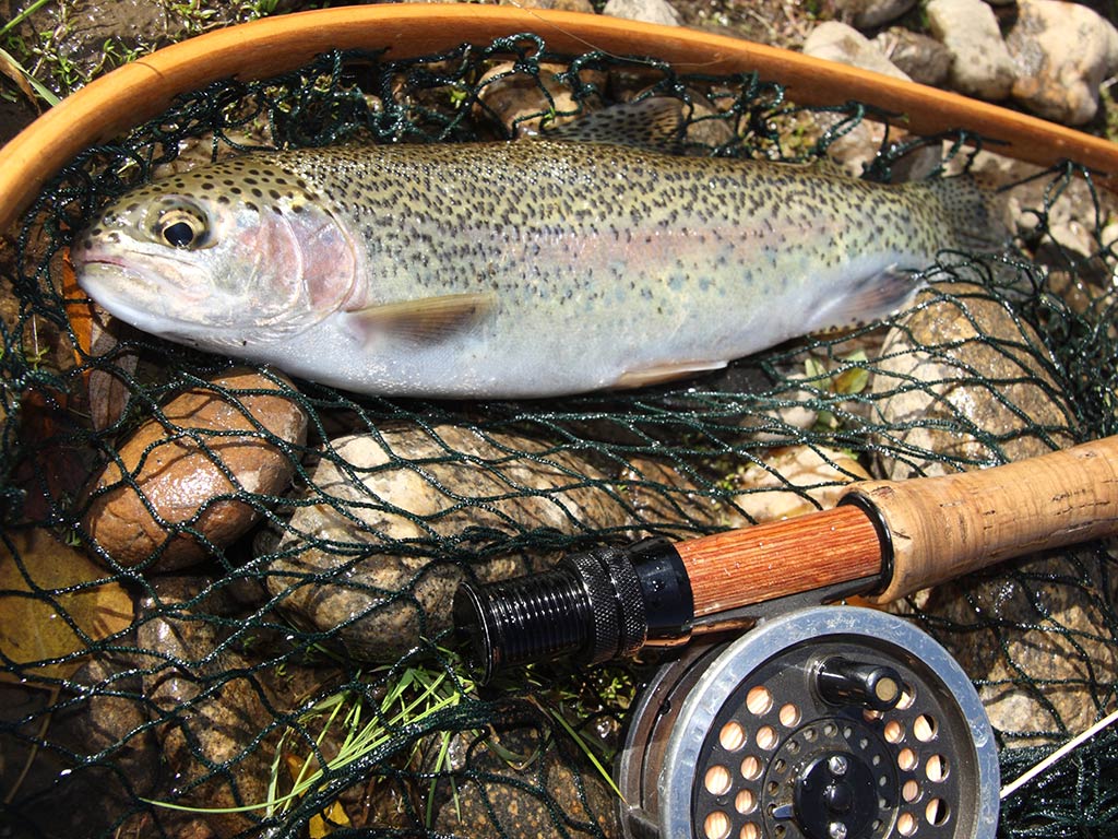 A closeup of a Rainbow Trout in a fishing net, with a fly fishing reel laying next to it, snapped in the shallow river waters of Western Australia