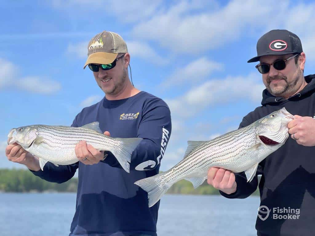 Two anglers standing on a fishing boat in Lake Lanier, each holding a Striped Bass, and looking down at them proudly on a sunny day