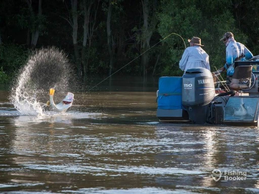 A view across the water towards a man fishing off the back of a fishing boat, having caught a Barramundi that's leapt out of the water on a sunny day