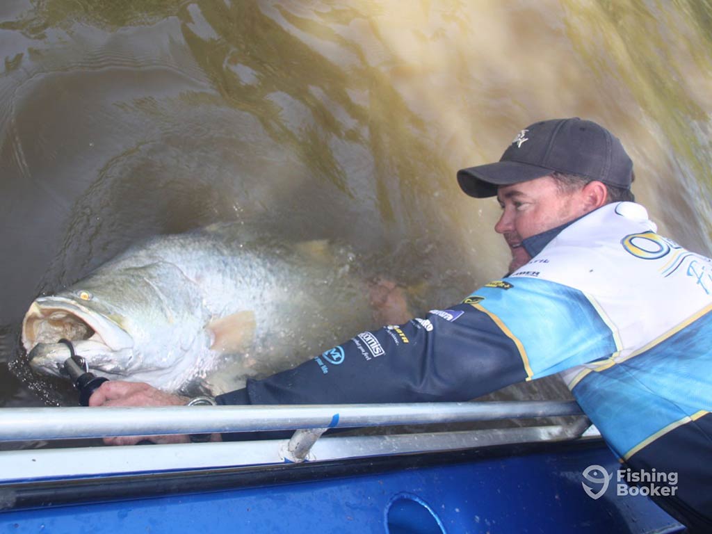 An angler struggles over the side of a fishing boat, trying to lift a Barramundi he just caught out of the water