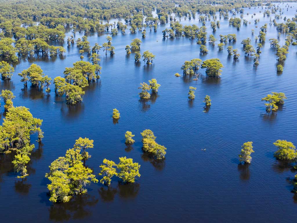 An aerial view of the trees in the water on the Atchafalaya River near Morgan City in Louisiana taken on a bright and sunny summer day