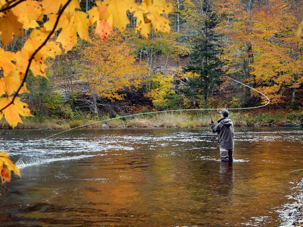 A fly fisherman photographed mid-cast as he wades in a shallow river, with yellow leaves covering the top-left corner of the photo and forest trees visible behind the angler.