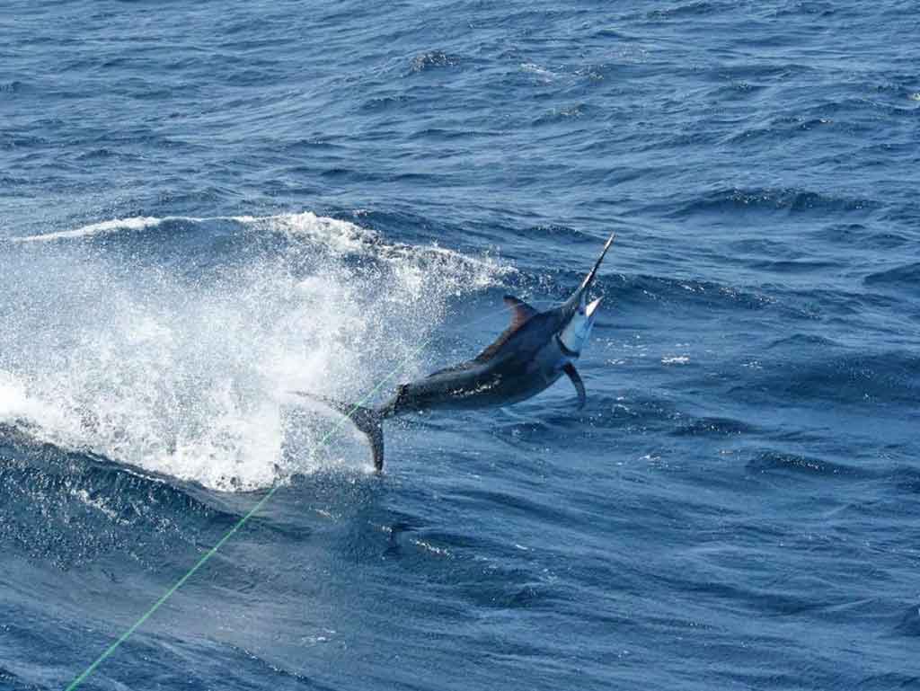 A Marlin leaping out of the water in Panamá, trying to get off the end of the line that caught it, making a splash behind it in its wake