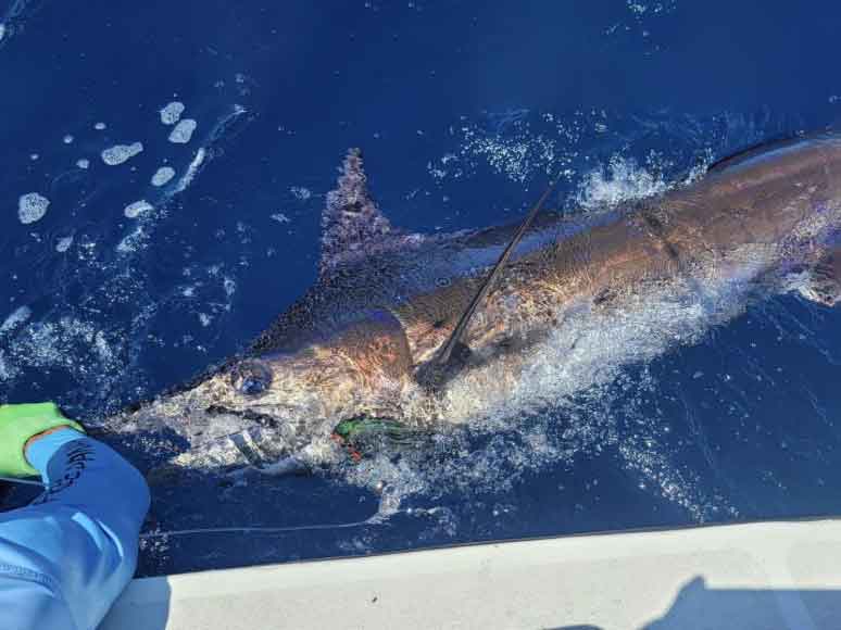 A Marlin in the water in Panama being dragged in by a line, held by a hand in a fluorescent glove on a sunny day