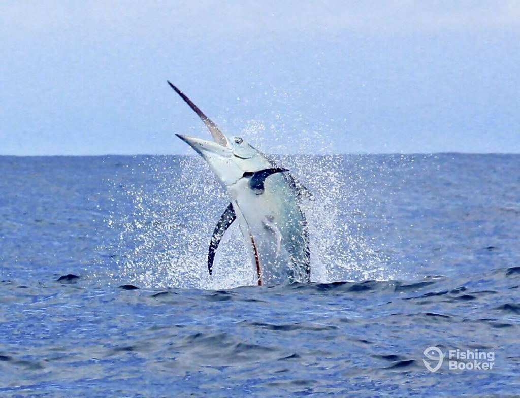 A Marlin leaping out of the water and creating a splash against a blue sky in Costa Rica