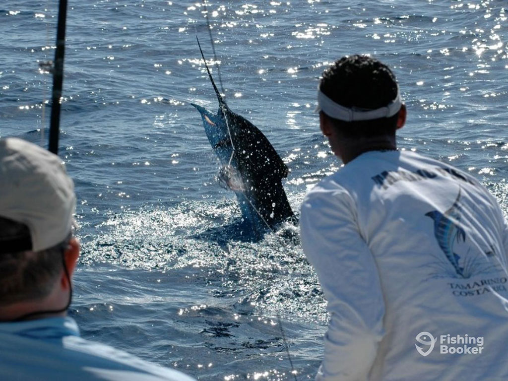 A view from behind of a man on a boat trying to reel in a Marlin in Costa Rica, with the fish jumping out of the water on a bright day