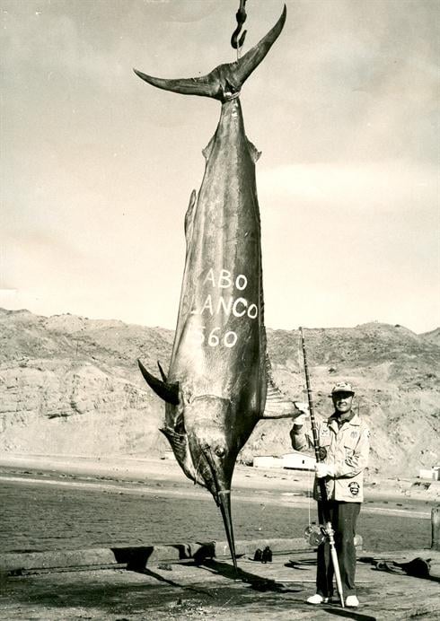 a 1560 lb IGFA World Record Black Marlin