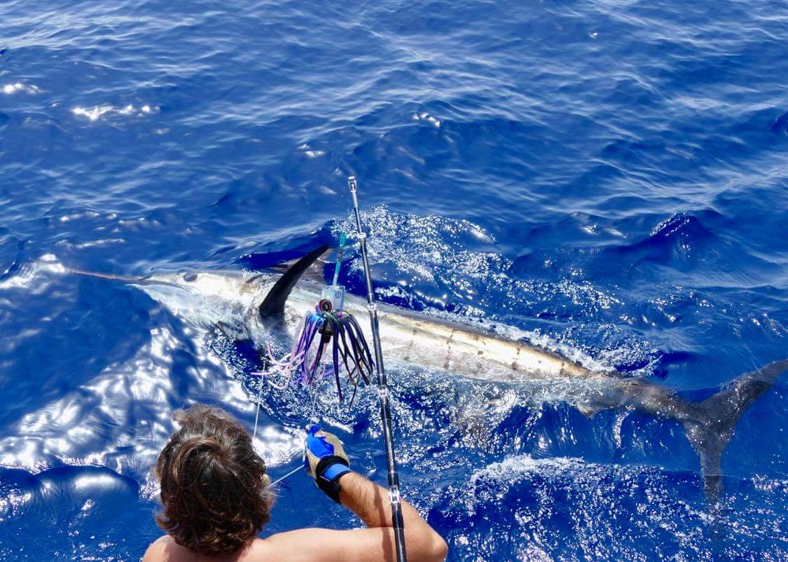 500 lb Blue Marlin in clear blue waters with an angler keeping the fish on the fishing line