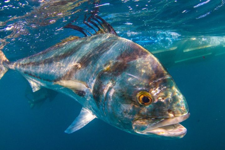 a Roosterfish underwater with the hull of a boat behind it