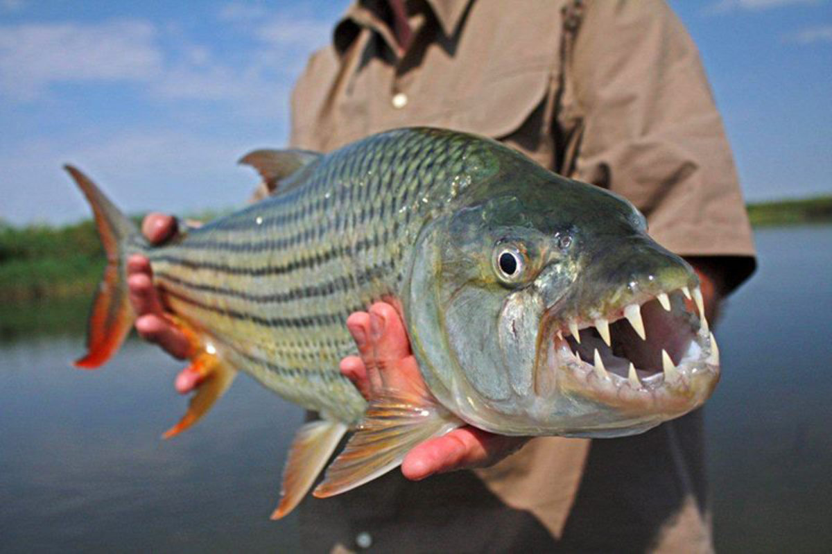 Tiger Fishing in South Africa: Exploring Lake Jozini