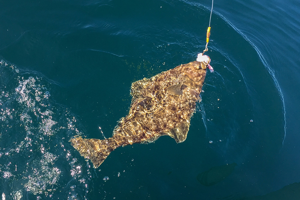 History of Halibut Fishing in Alaska (Updated 2023)