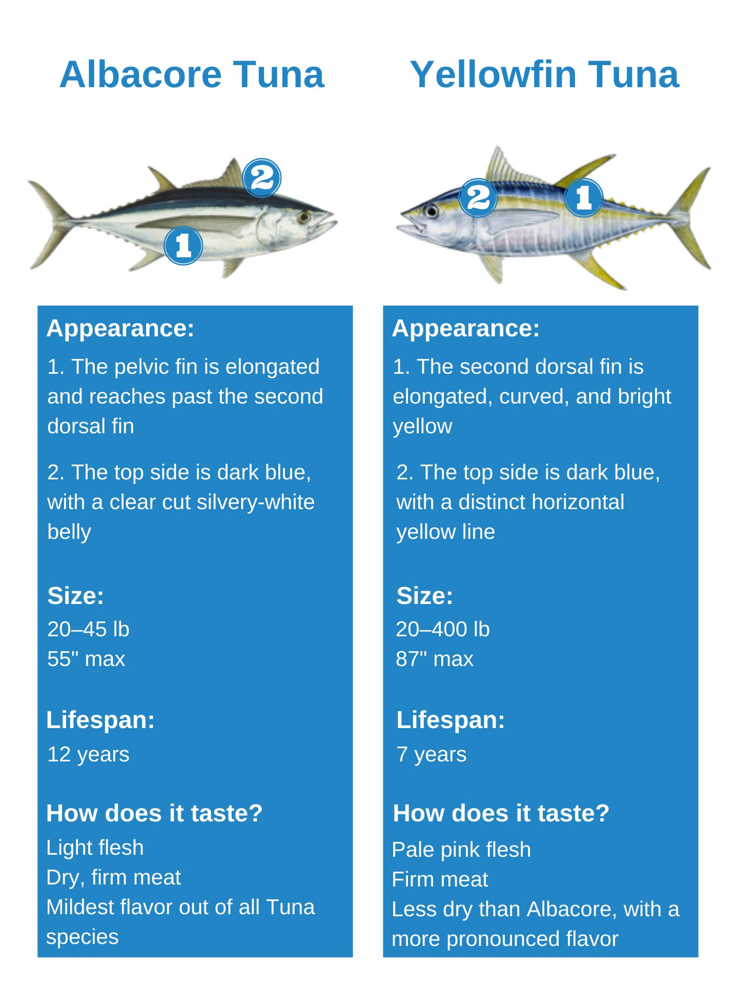 Albacore Vs Yellowfin Tuna An Easy Guide