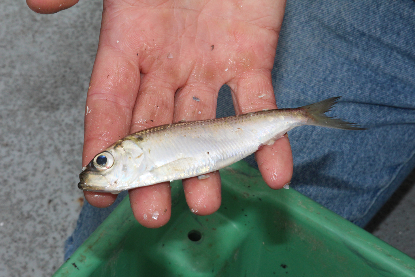 A small Alewife Herring held in a man's hand