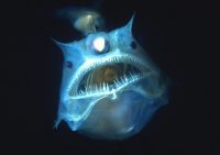 Scary Anglerfish facing camera with mouth open in the dark
