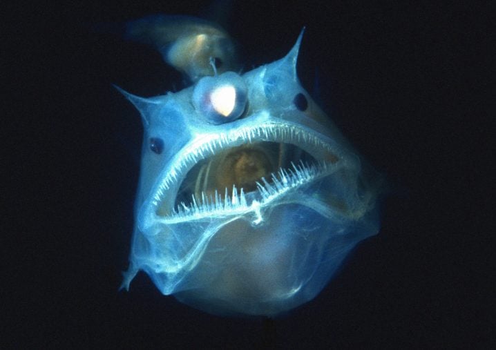 abyssal zone angler fish