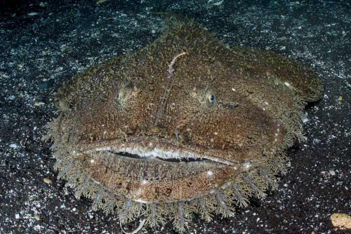 Brown Anglerfish camouflaged on the sea floor