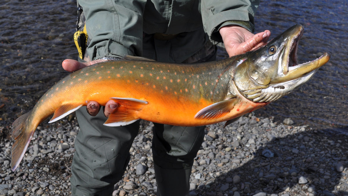 Arctic Char Vs Salmon Looks Taste And Everything Else