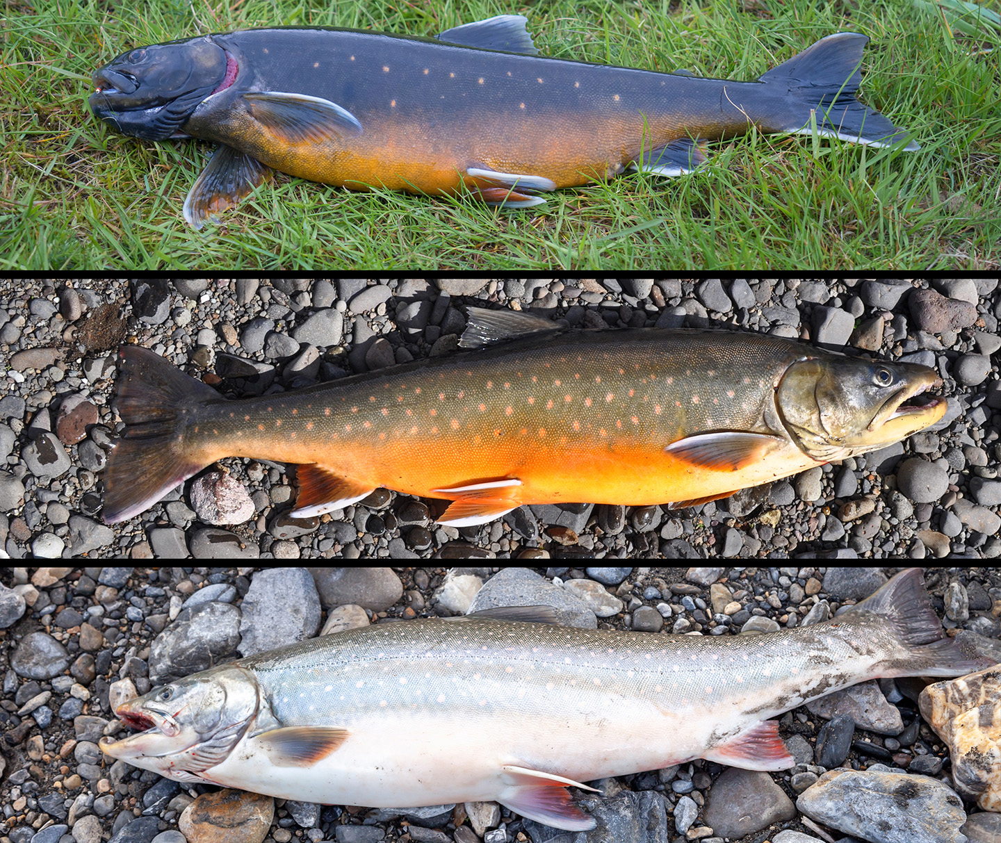 Een foto van drie Arctic Char in verschillende stadia van hun paaitijd.