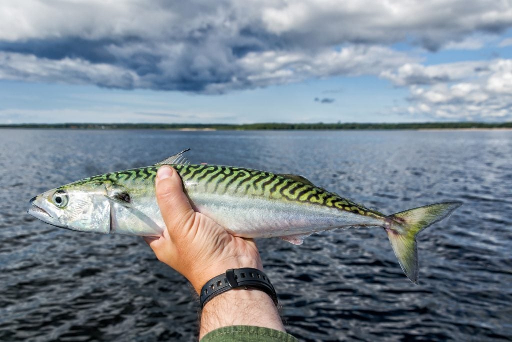 Types of Mackerel in North America