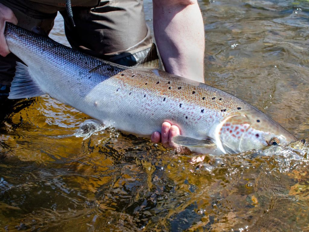 An angler releasing an Atlantic Salmon back into the water