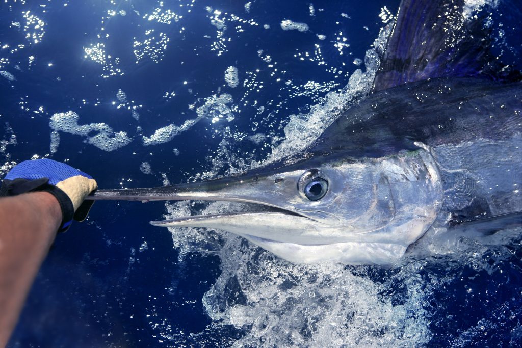 an angler holding an atlantic white marlin in the water