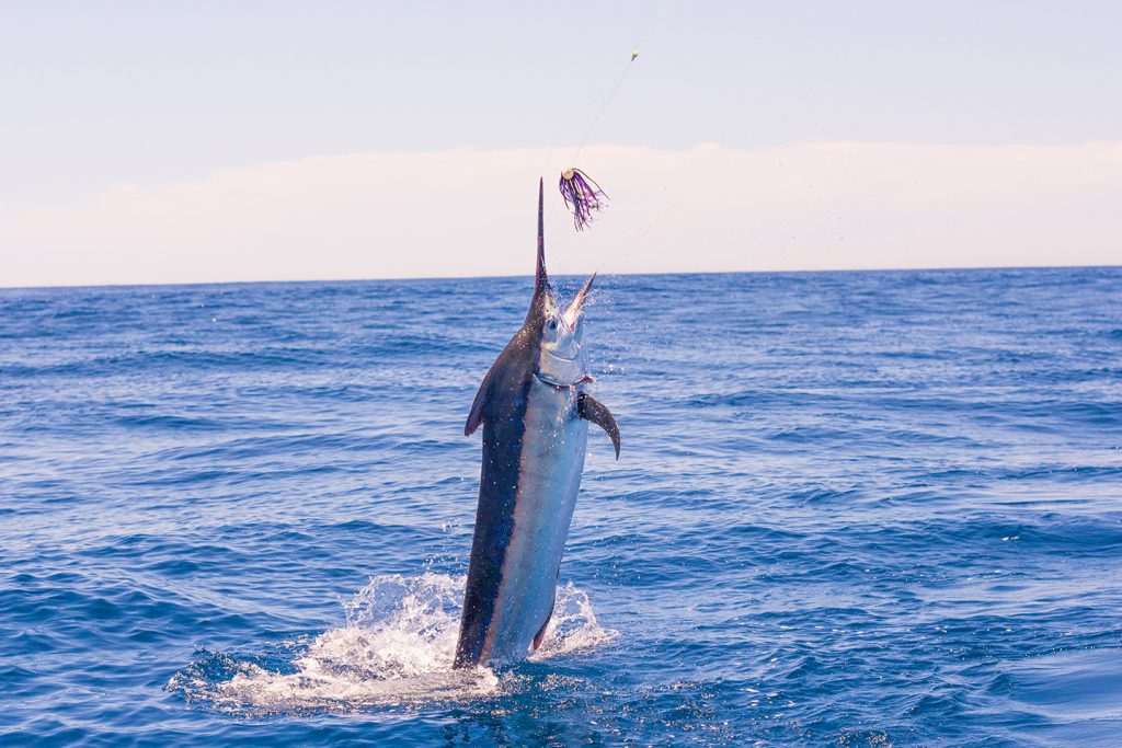 A Blue Marlin jumping out of the water after being hooked by a colorful fishing lure