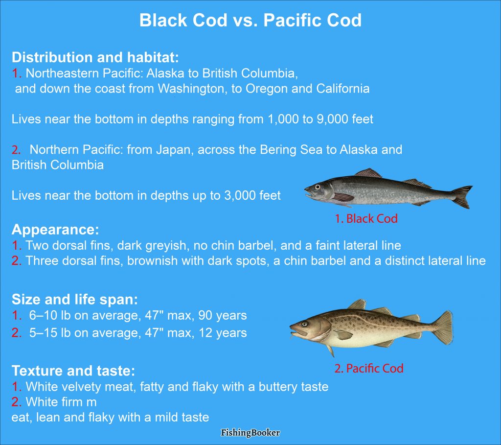 Black Cod vs. Cod A Quick Guide
