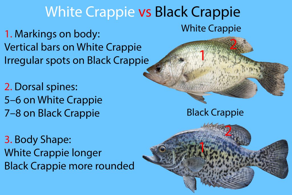 Een diagram van hoe je het verschil tussen White Crappie en Black Crappie te vertellen. De vissen zijn rechts afgebeeld, met links de tekst "1. Markeringen op het lichaam: Verticale strepen op White Crappie. Onregelmatige vlekken bij Black Crappie 2. Dorsale stekels: 5-6 bij White Crappie. 7-8 bij Black Crappie 3. Lichaamsvorm: Witte Crappie langer. Black Crappie meer afgerond"