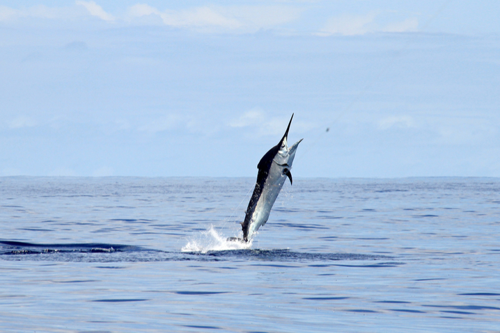 Black Marlin, the fastest fish in the ocean, leaping out of the water in it's full glory