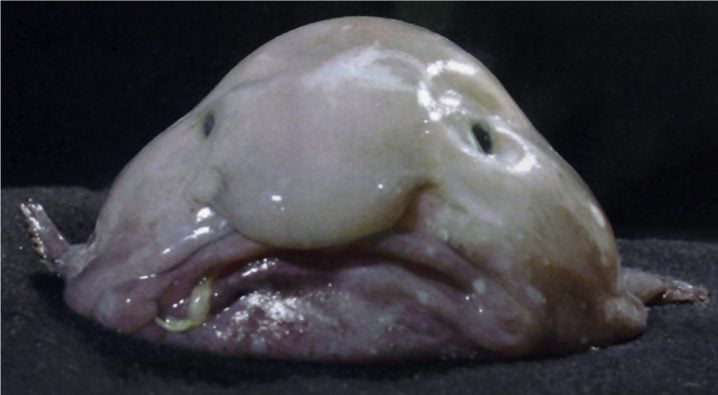 Blobfish on a black background facing the camera