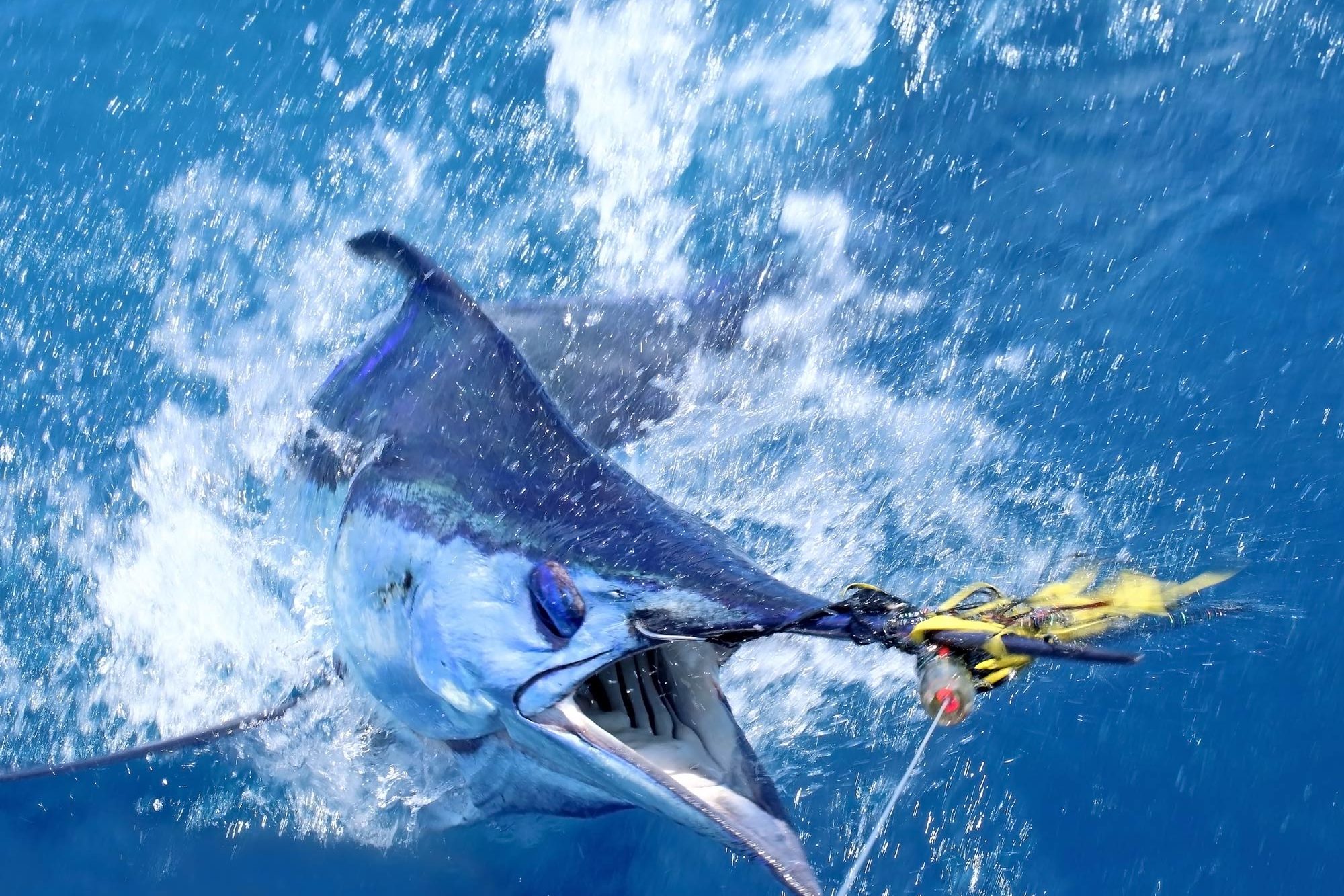 Blue Marlin Fishing In Portugal Edited 