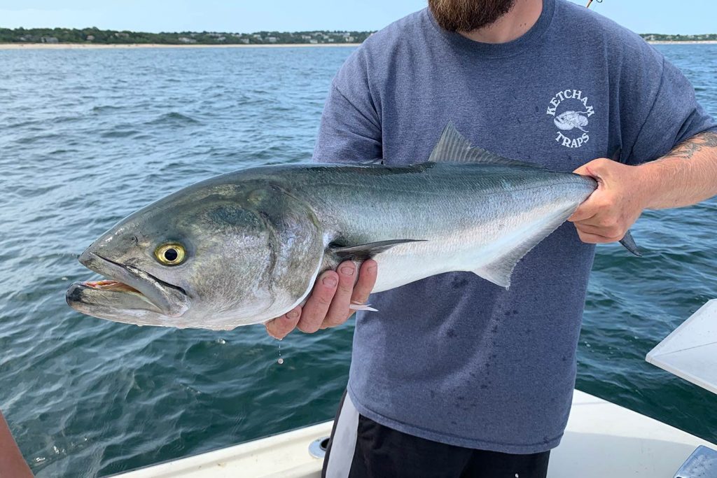 Barnstable Fishing: A Cape Cod Angler's Guide