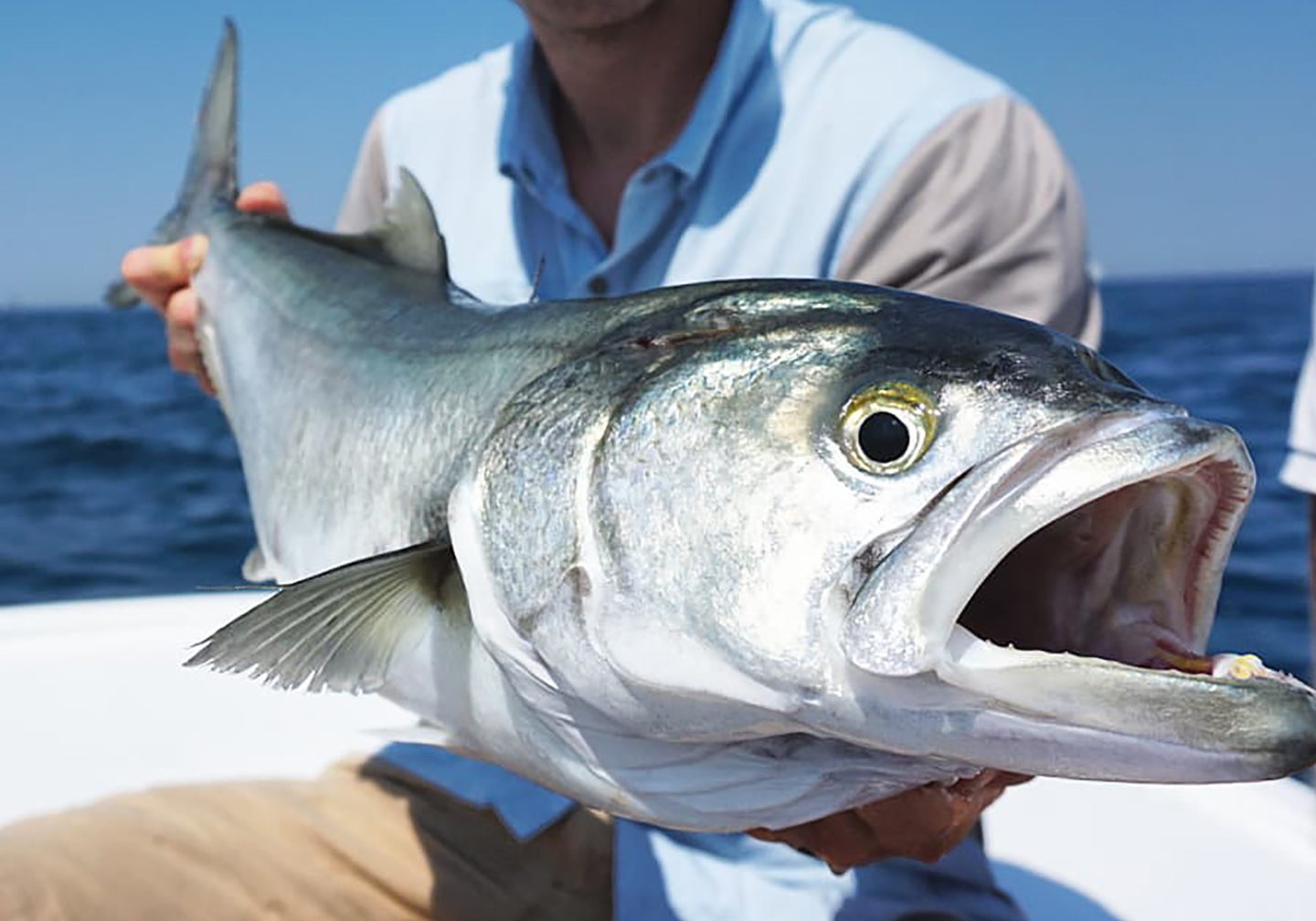 bluefish fishing