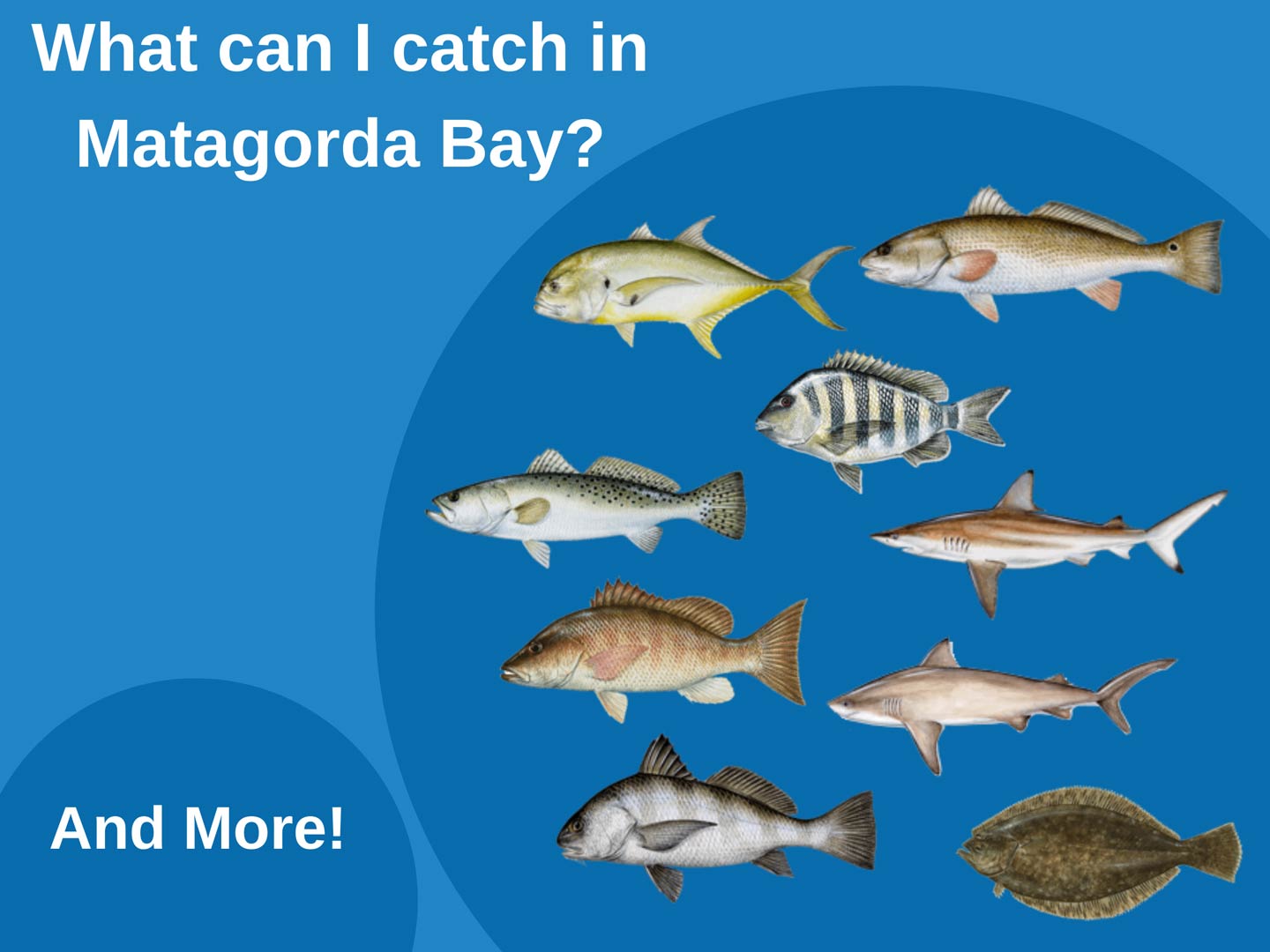 Eine Infografik, die die besten Fischarten zeigt, die man in der Matagorda Bay fangen kann, darunter Sheepshead, Redfish, Black Drum, Speckled Trout, and Flounder