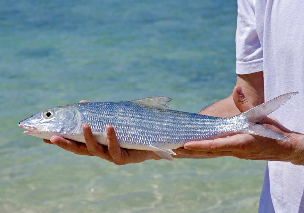 A man holding a Bonefish with shallow water behind him