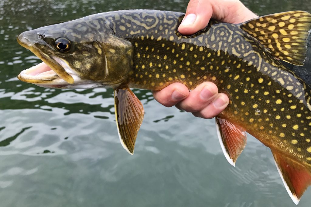 Brook Brown Trout Brook パーカー | red-village.com