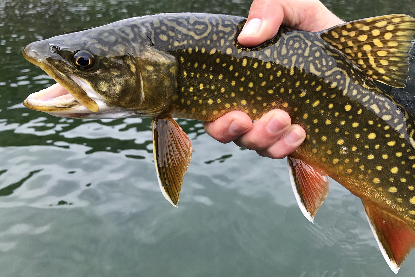 brook trout vs brown trout