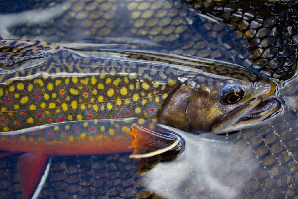 Brook Brown Trout Brook パーカー | red-village.com