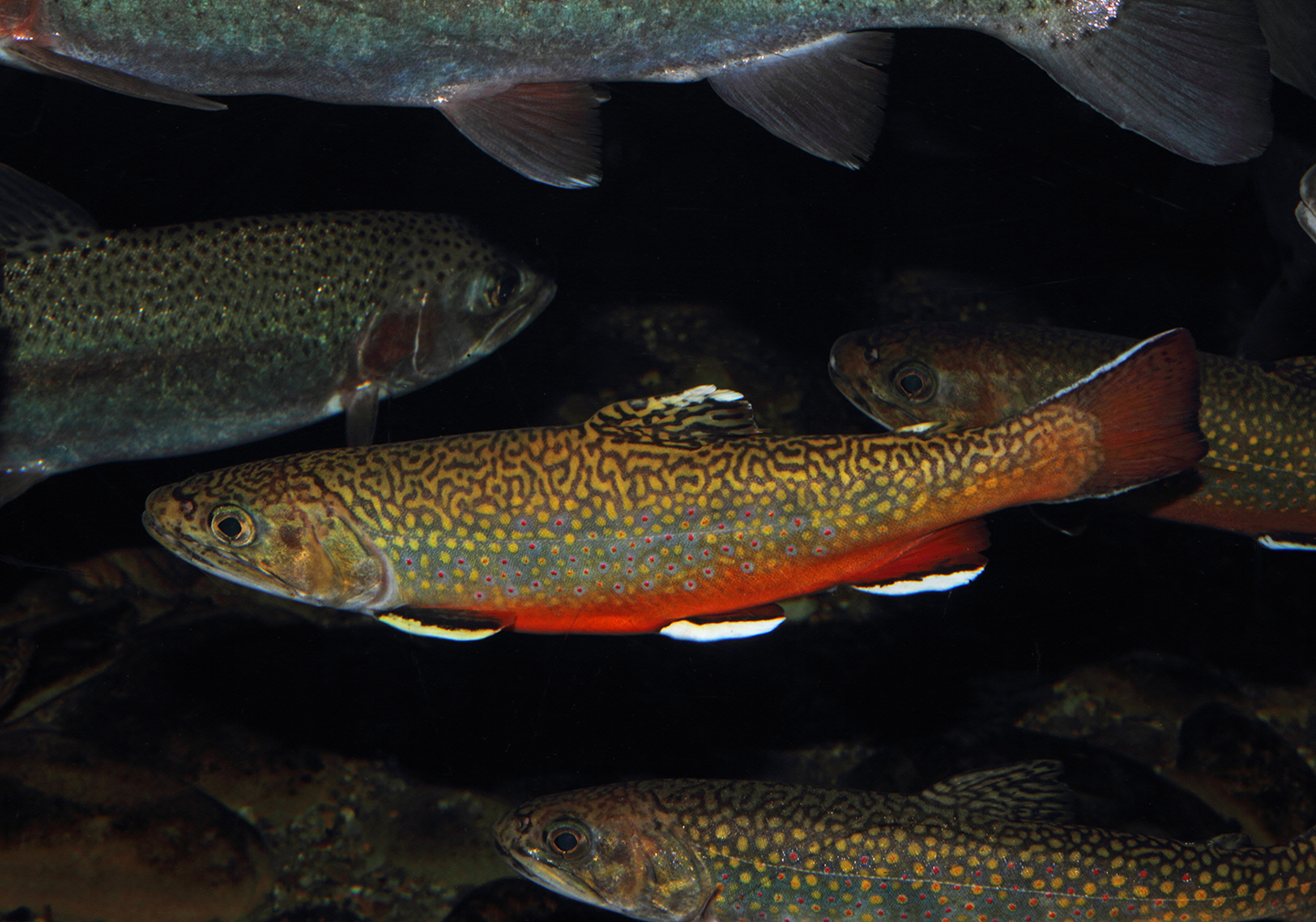 A school of Brook Trout underwater.