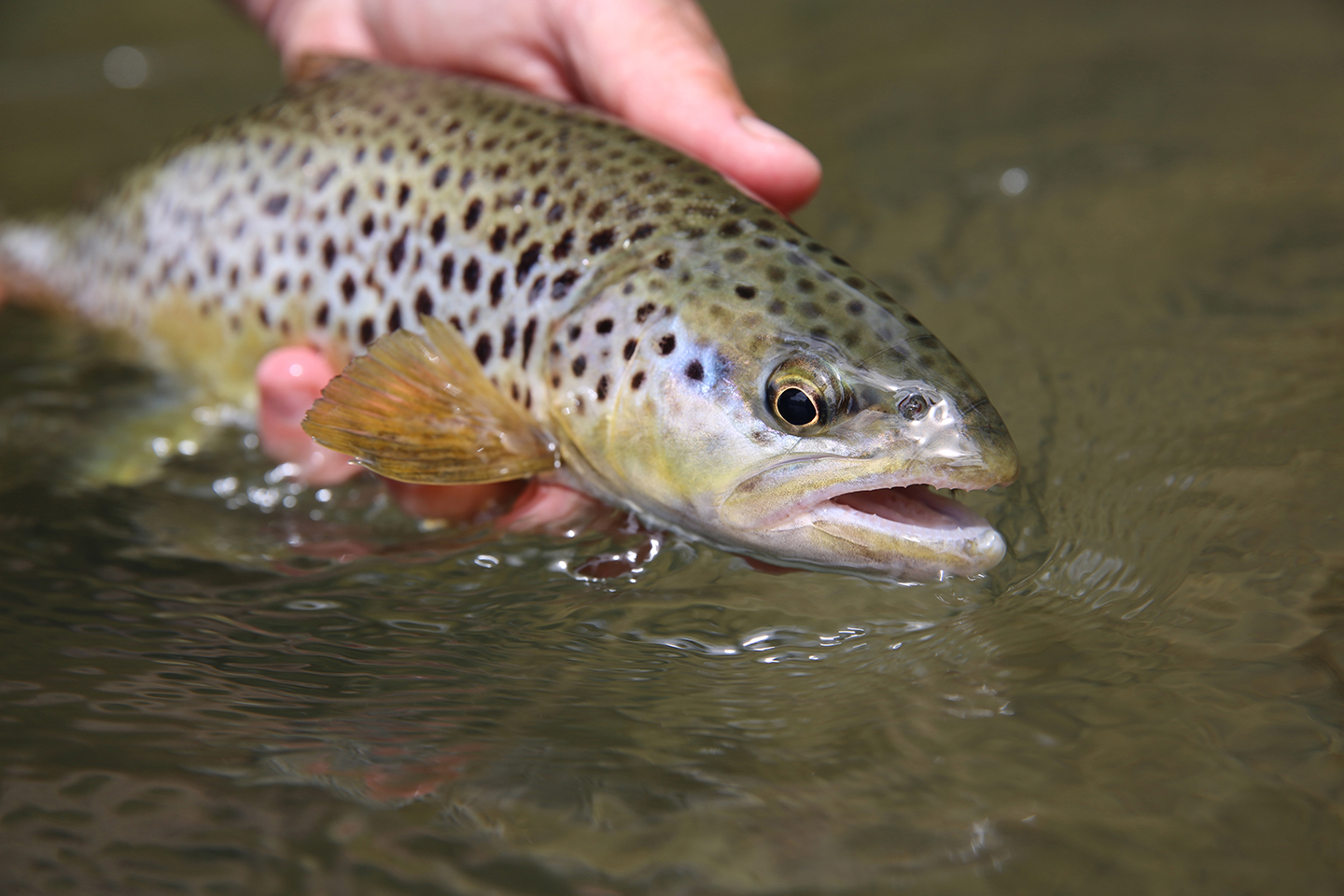 A Brown Trout about to be released into the water