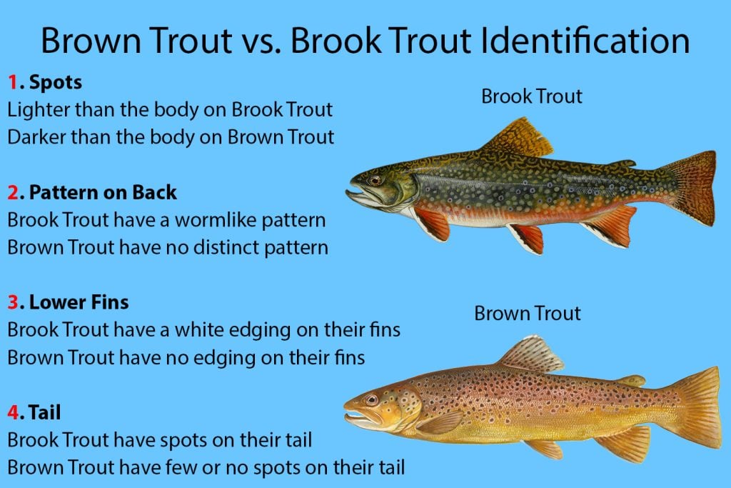 Brook trout or brown trout? Western North Carolina : r/whatisthisfish