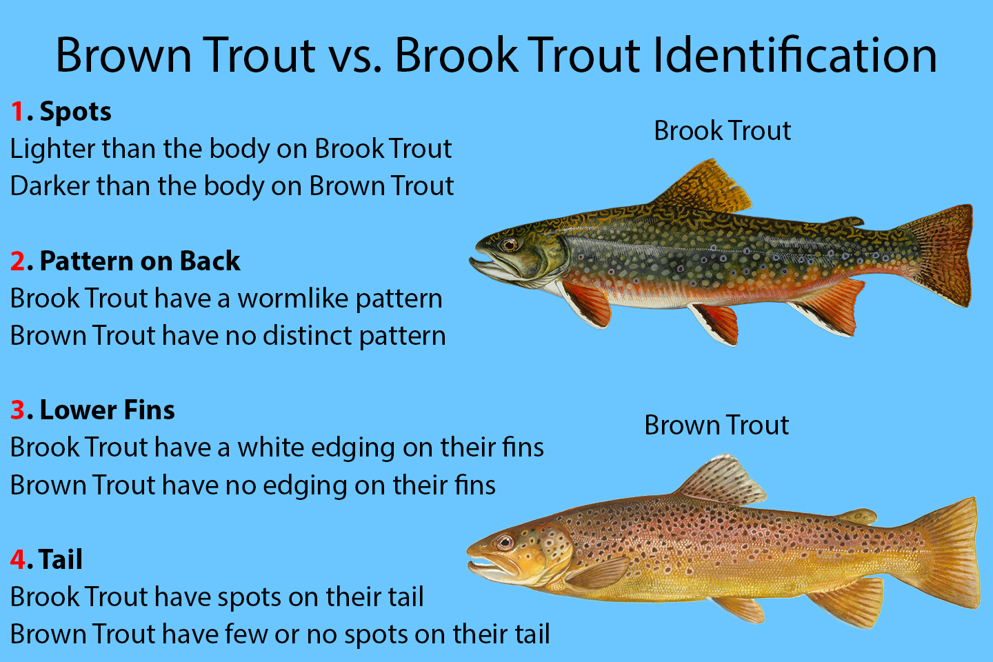 Brook Trout Vs Brown Trout A Simple Guide 