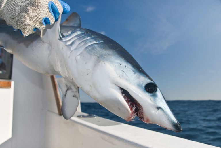 Fishing in Montauk: The Complete Guide