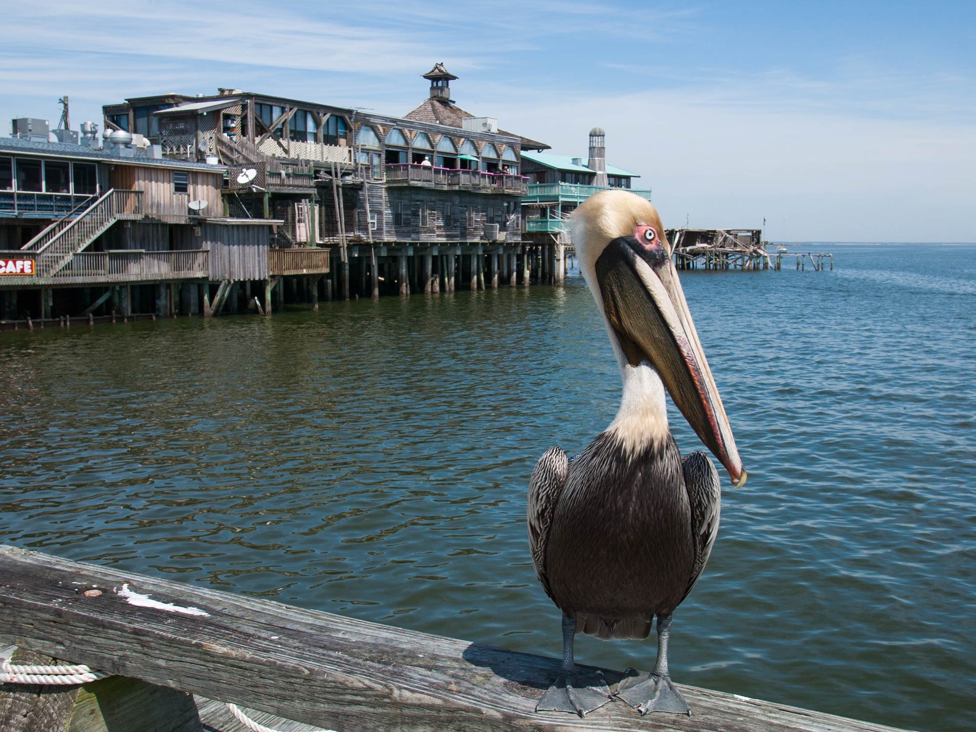 Brown pelican on a fence with the Cedar Key waterfront in the background