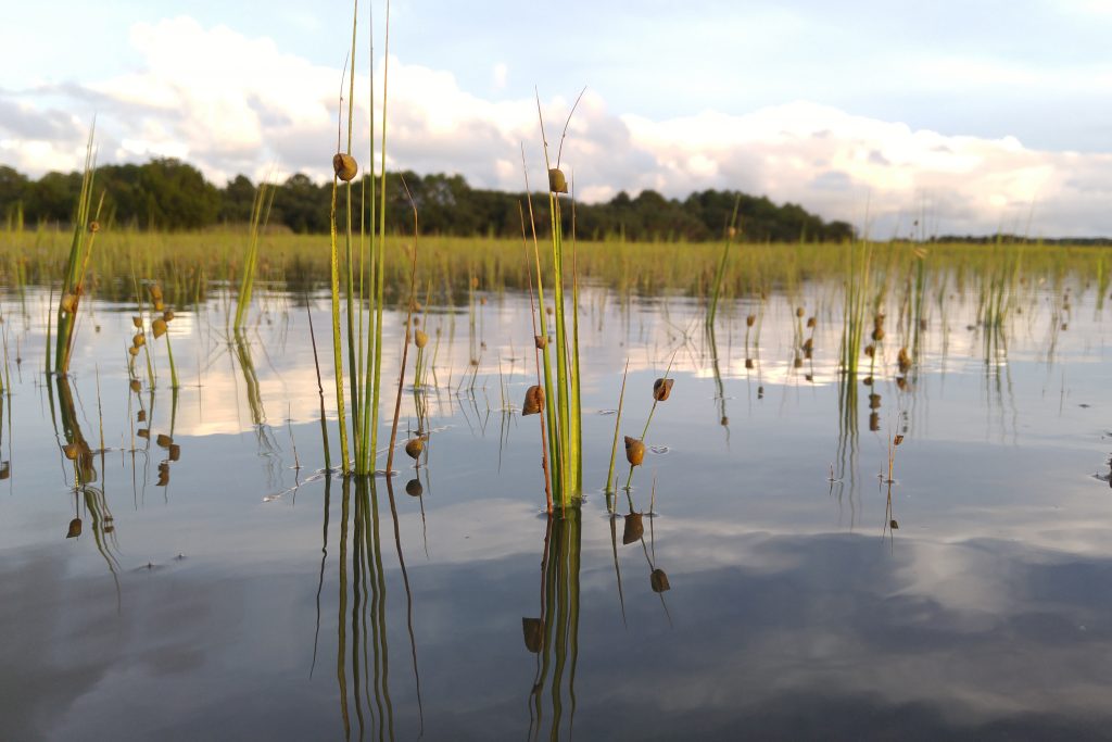 A view across the water of the sea grass marshes of the South Carolina Lowcountry