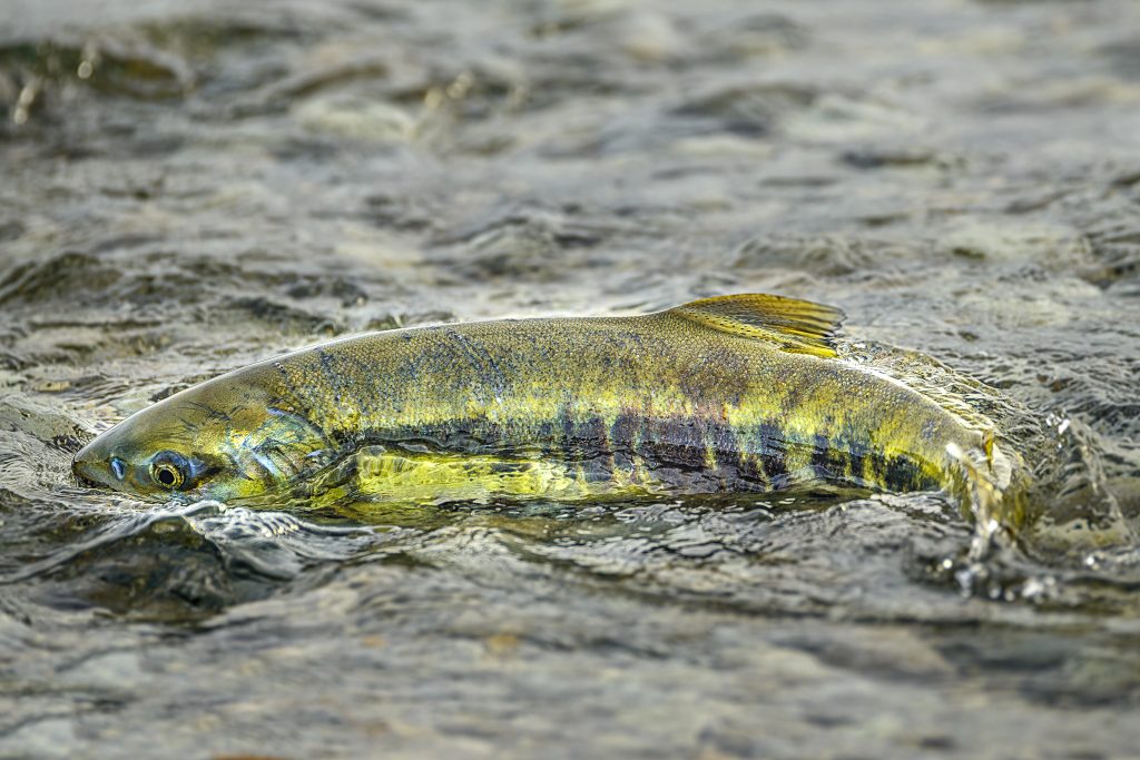 Brook Trout vs. Brown Trout A Simple Guide (Updated 2023)